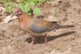 /album/photogallery/palm-dove-looking-for-food-jpg/